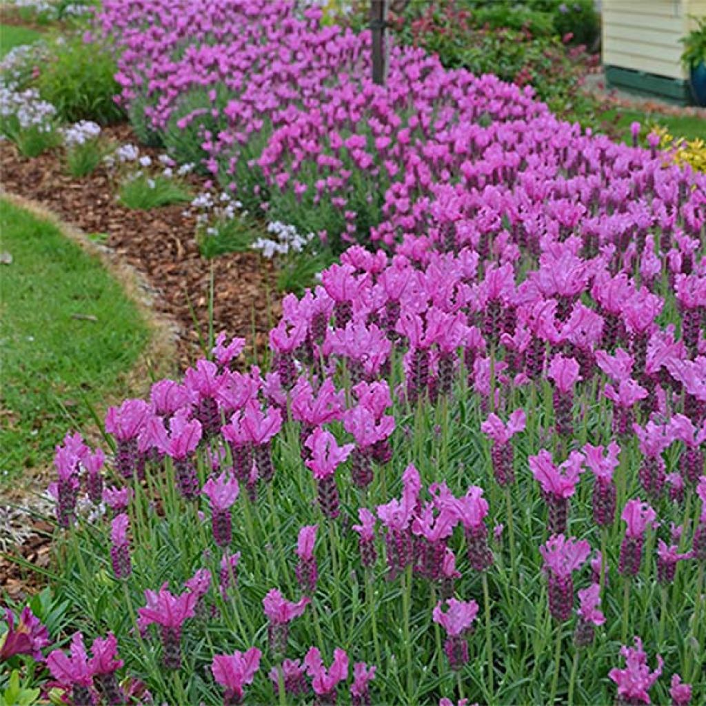 Lavandula stoechas The Princess - Lavande papillon