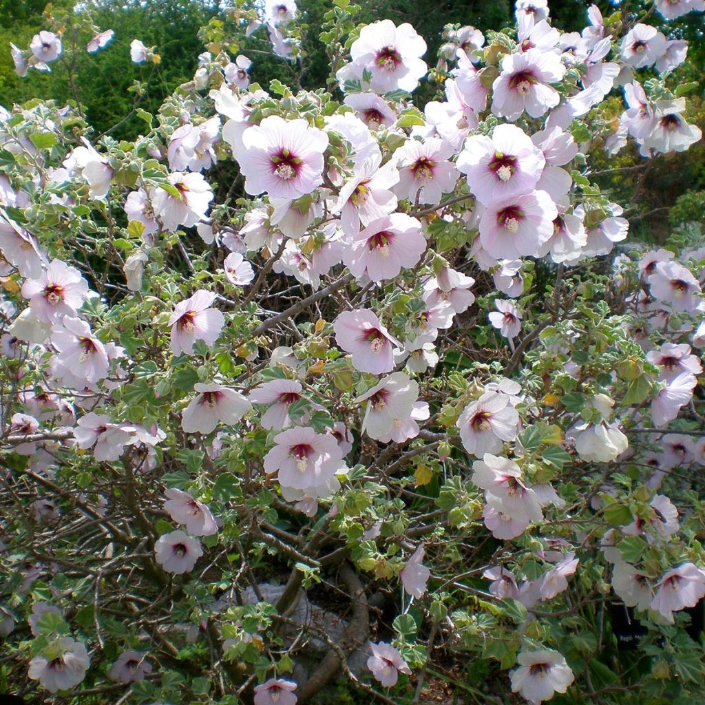 Lavatera maritima - Lavatère maritime