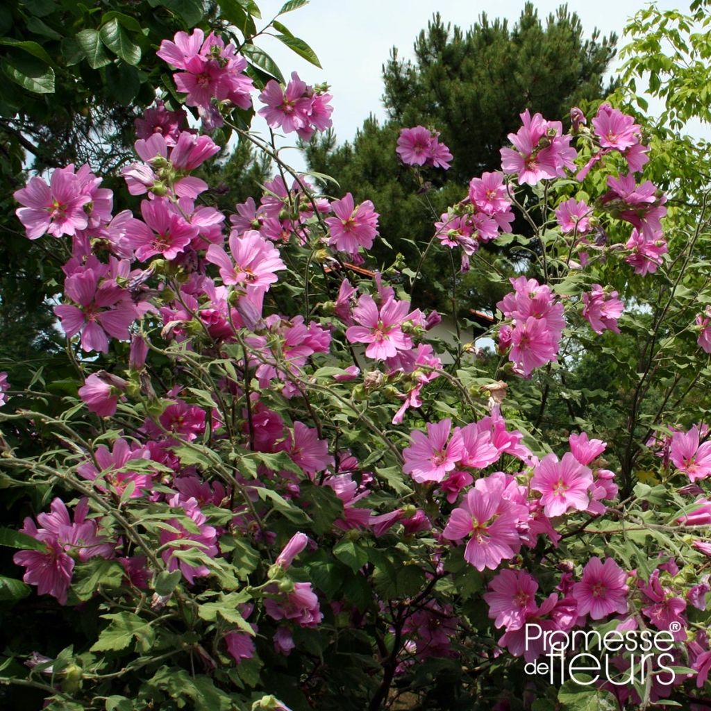 Mauve en arbre, Lavatère d'Hyères - Lavatera olbia Rosea