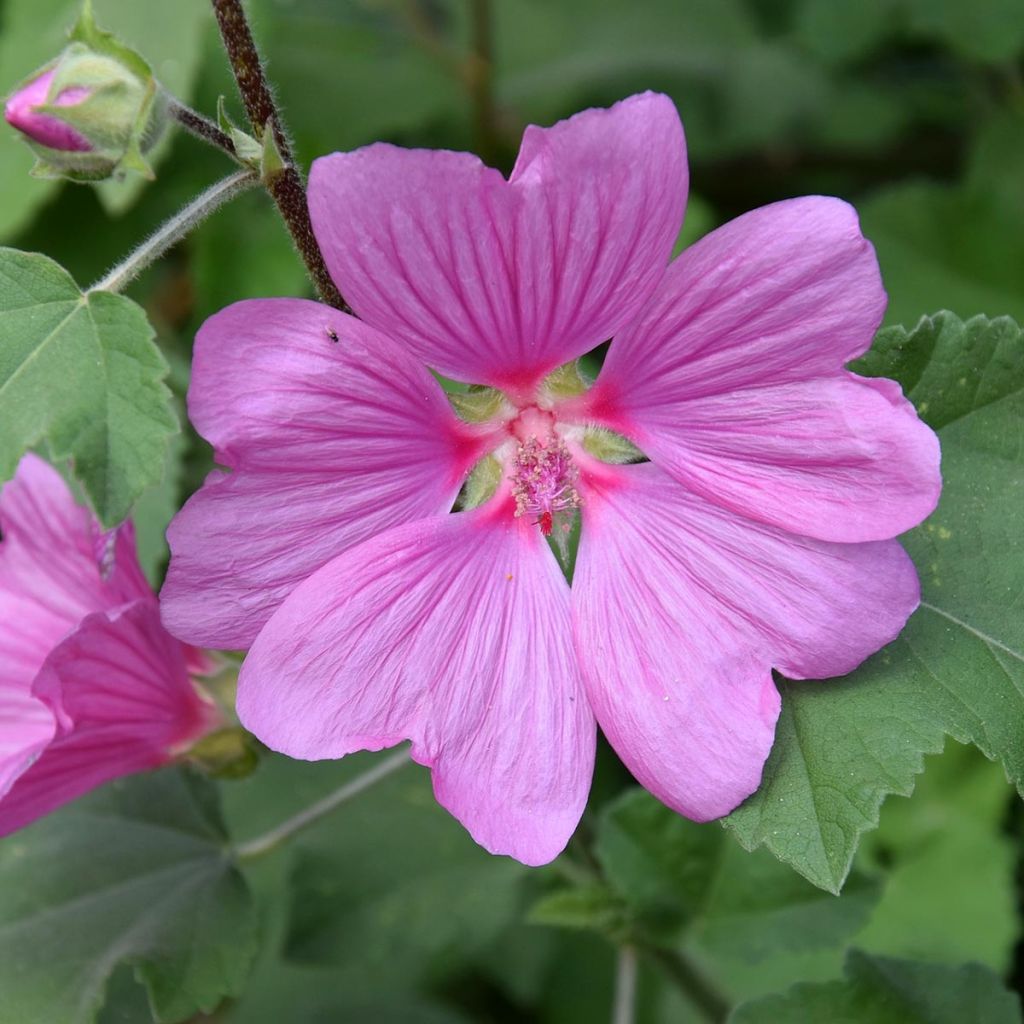 Mauve en arbre, Lavatère d'Hyères - Lavatera olbia Rosea