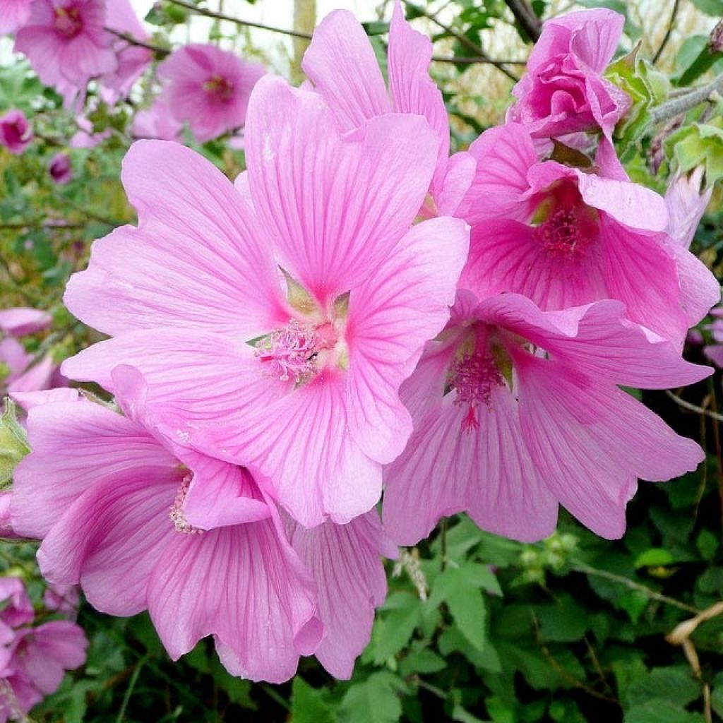 Mauve en arbre, Lavatère d'Hyères - Lavatera olbia Rosea