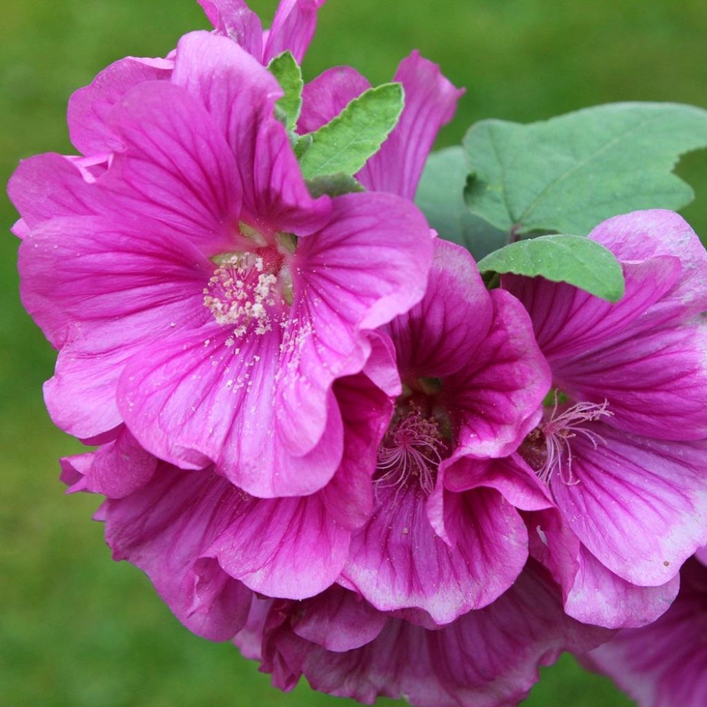 Lavatera thuringiaca Bredon Springs - Lavatère arbustive