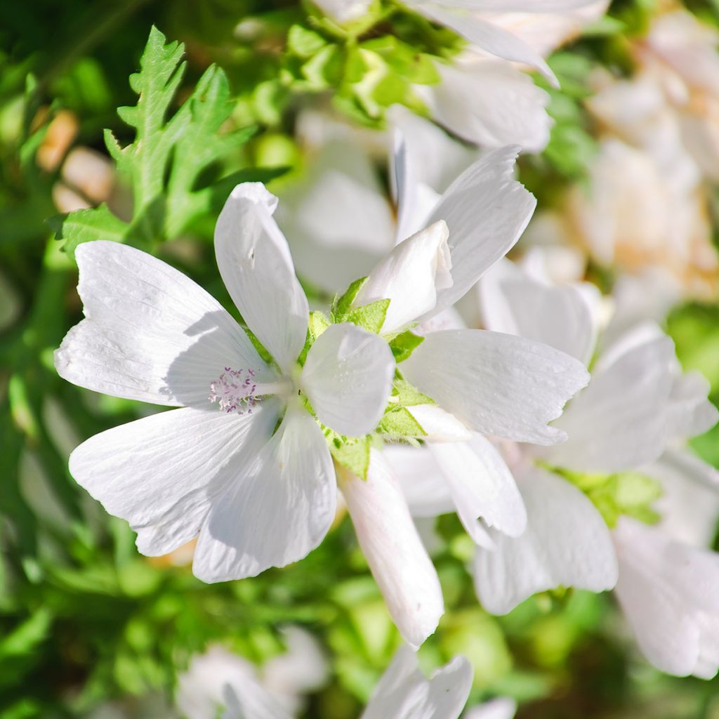 Lavatera thuringiaca First Light