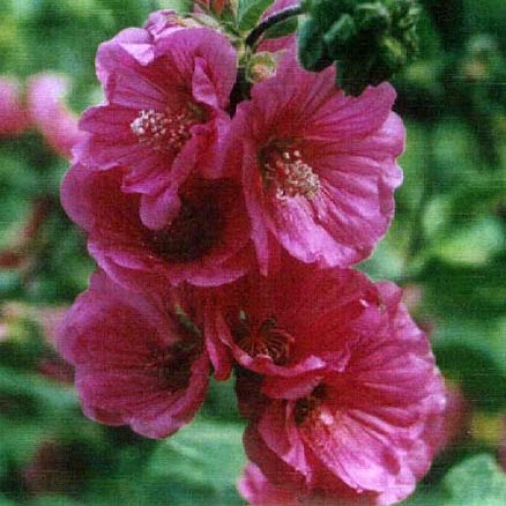 Lavatera thuringiaca Red Rum - Lavatère arbustive