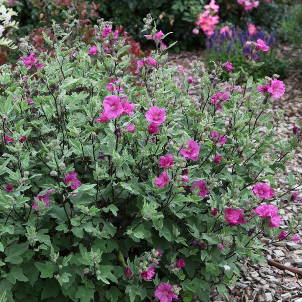 Lavatera thuringiaca Red Rum - Lavatère arbustive