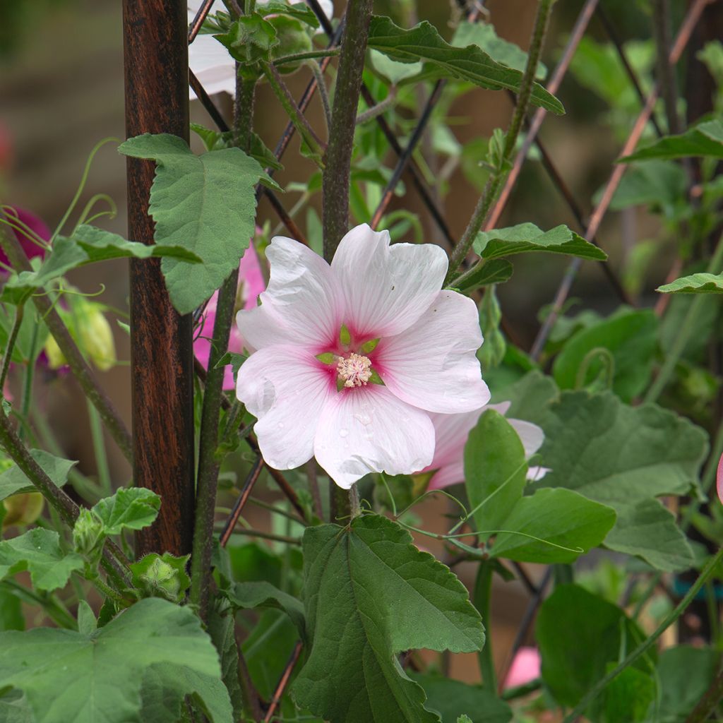 Lavatera Barnsley