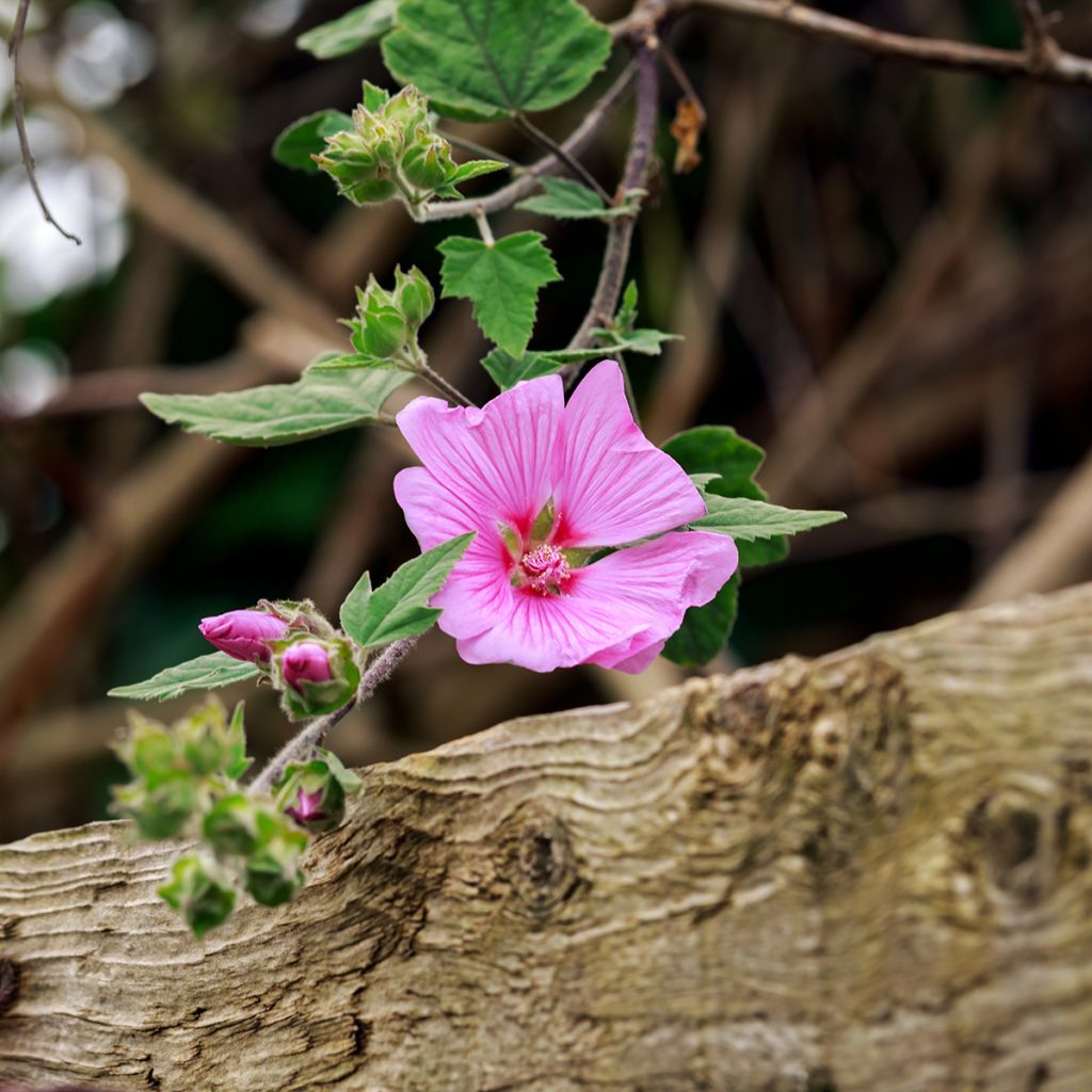 Lavatera Candy Floss