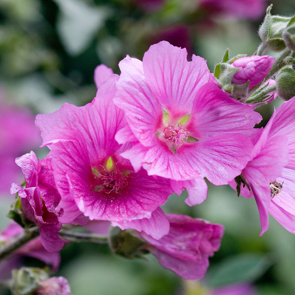 Lavatera olbia Rosea