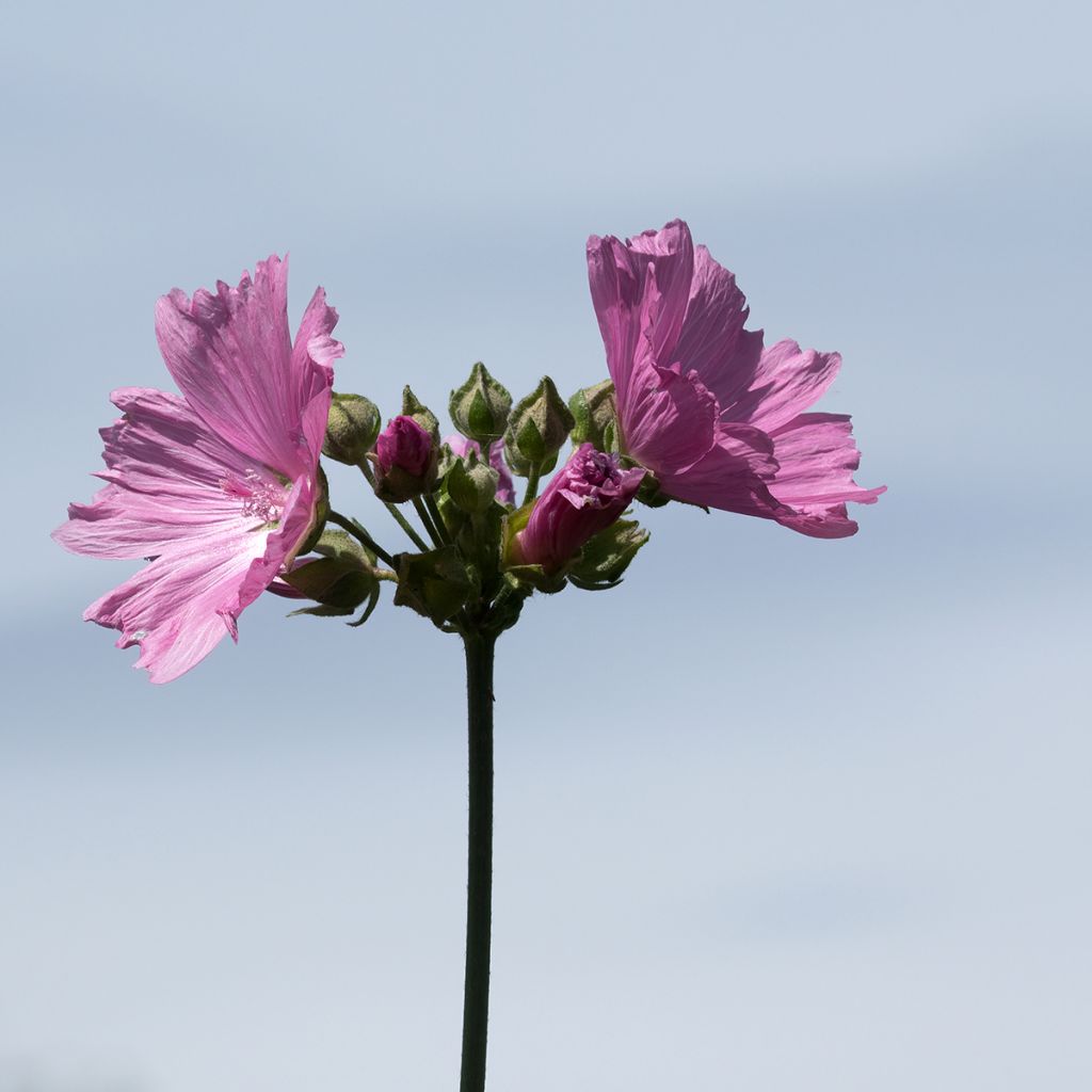 Lavatera olbia Rosea