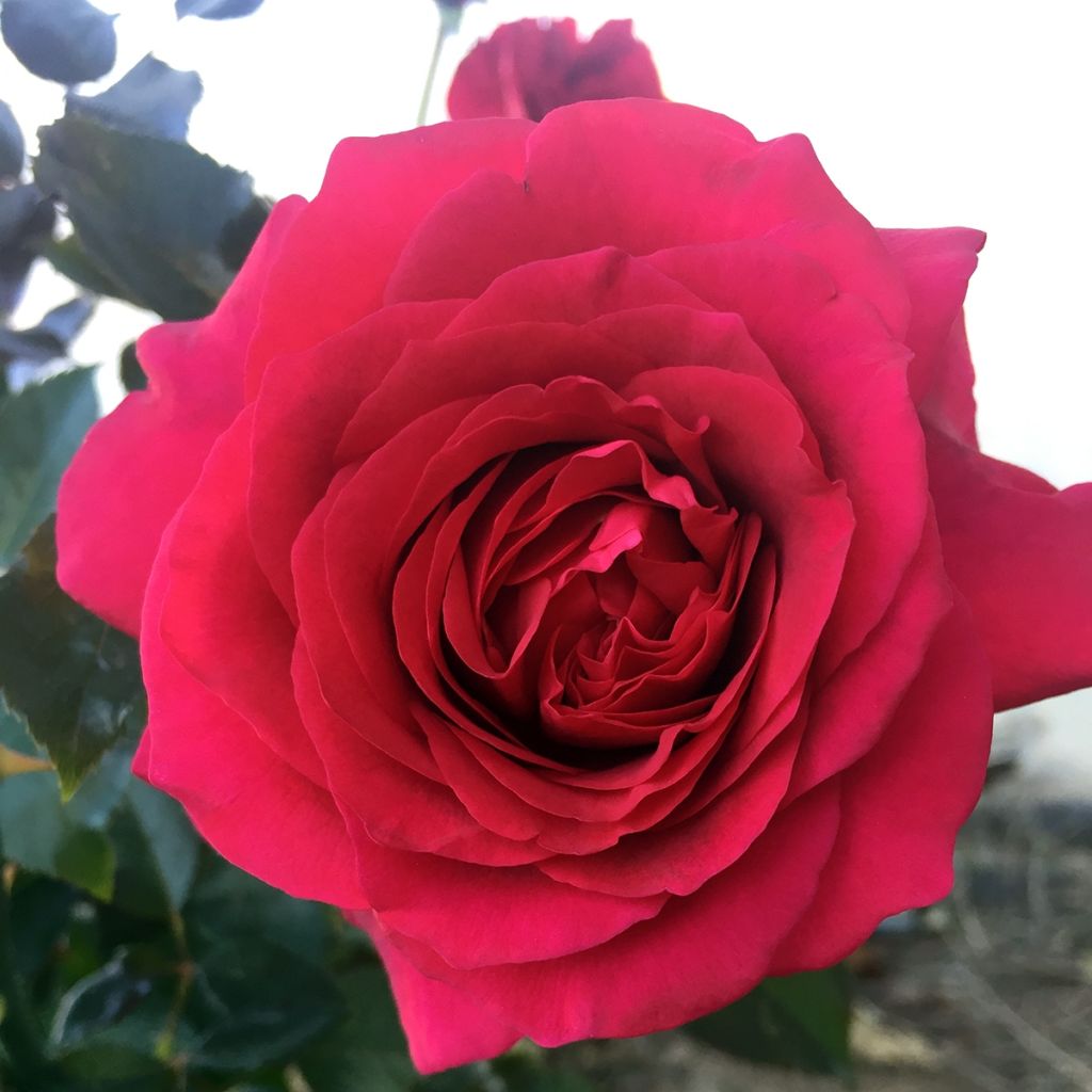 Rosier à grandes fleurs Roi des Coeurs ® 