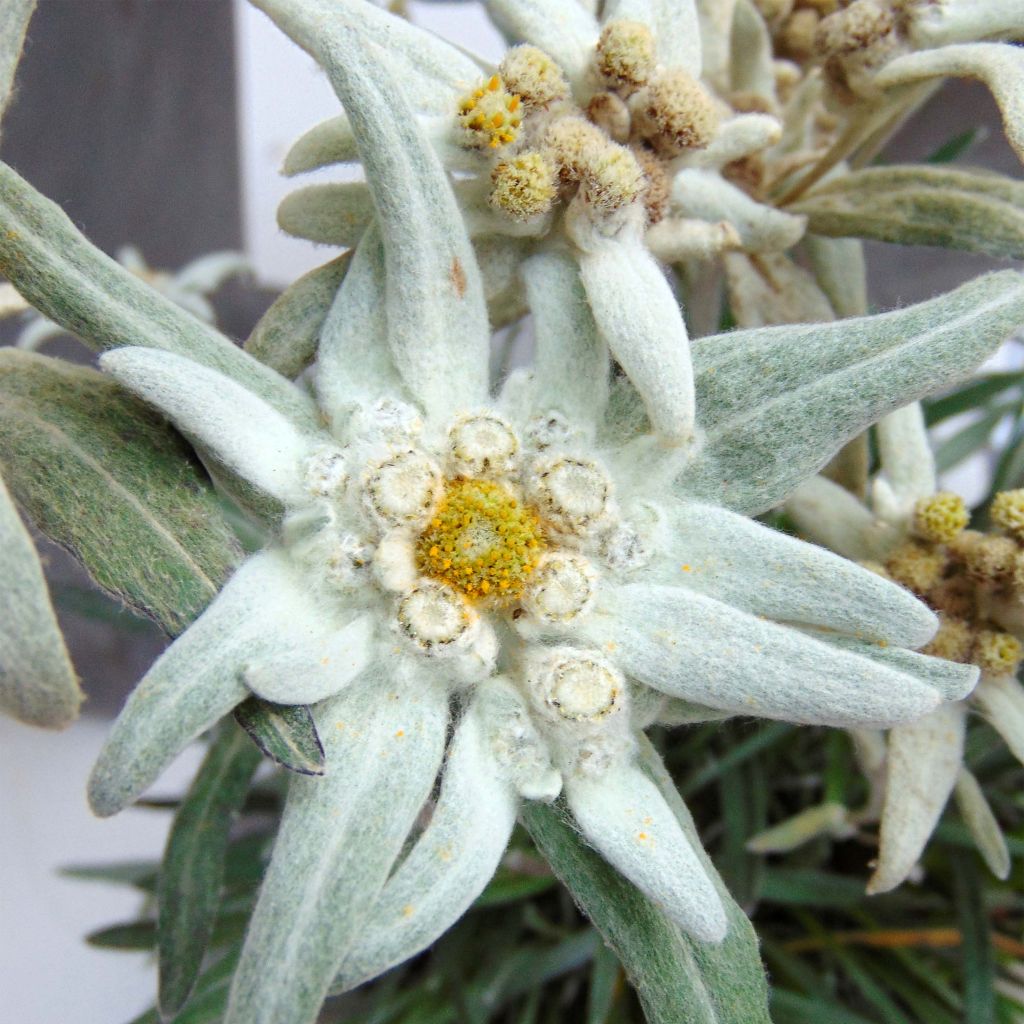 Leontopodium alpinum Blossom of Snow - Flor de las nieves