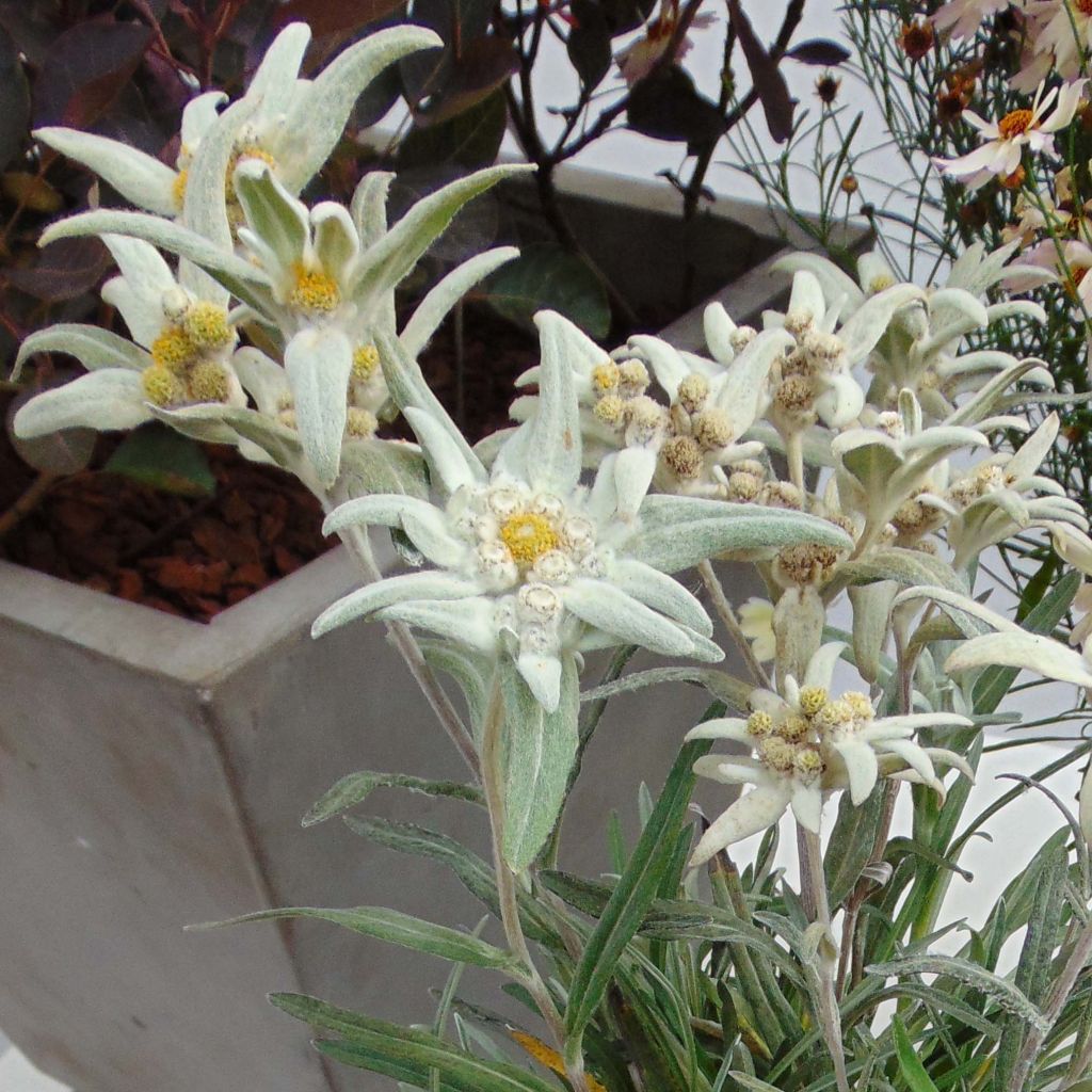 Leontopodium alpinum Blossom of Snow - Flor de las nieves