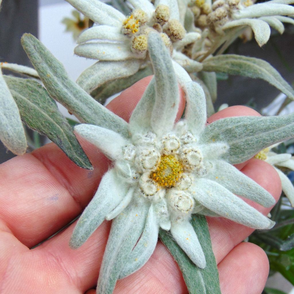 Leontopodium alpinum Blossom of Snow - Flor de las nieves