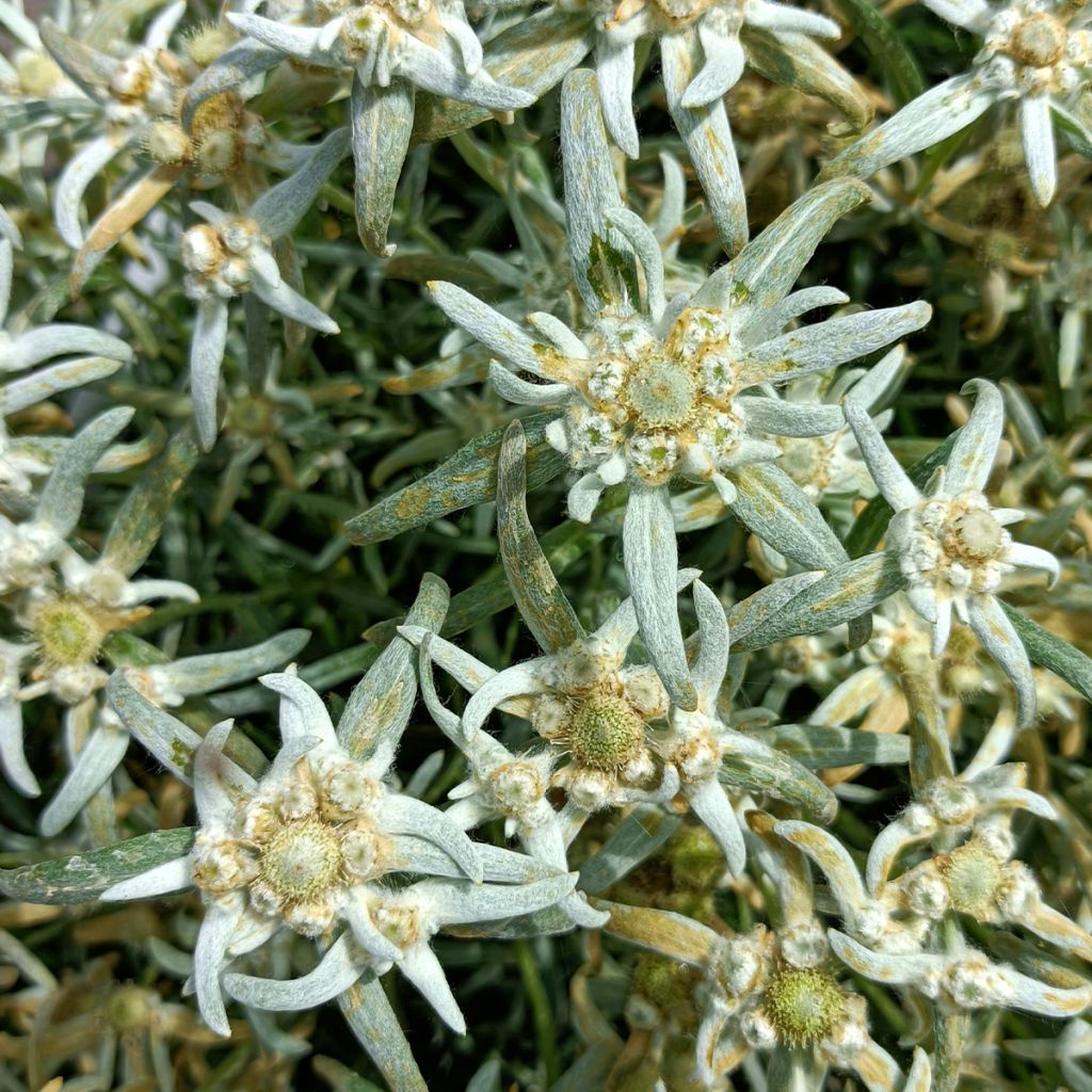 Leontopodium alpinum Blossom of Snow - Flor de las nieves