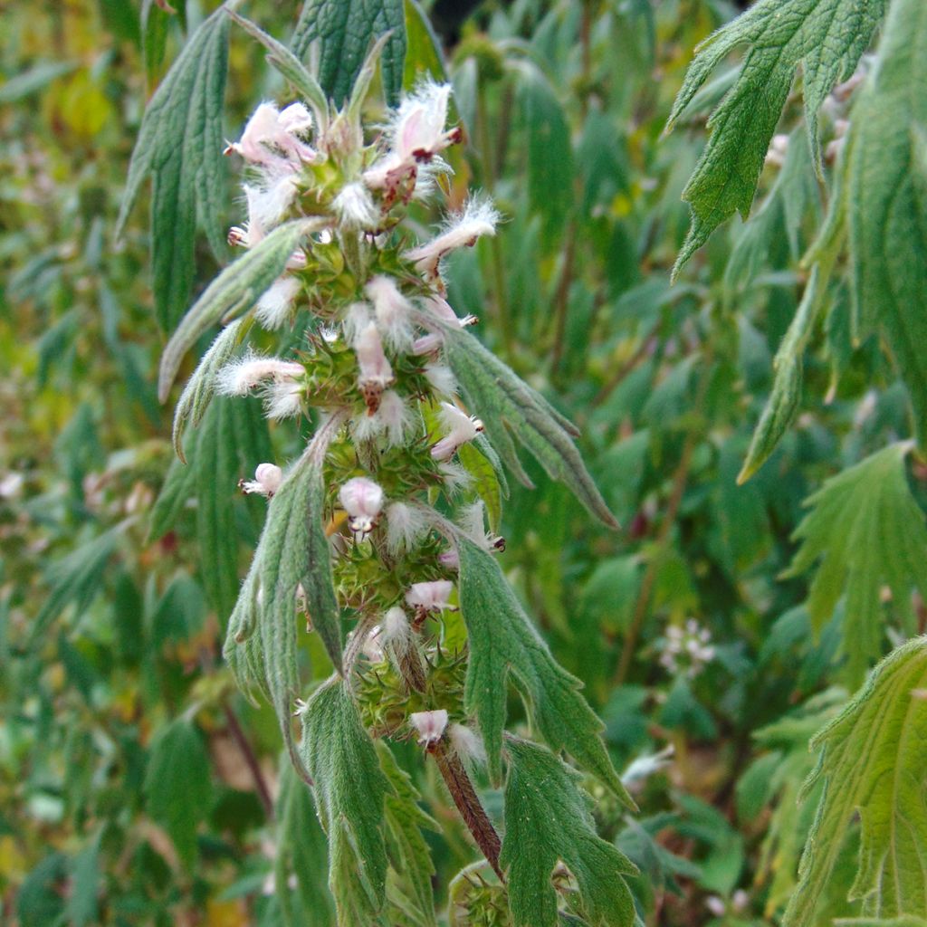 Leonurus cardiaca - Agripaume cardiaque