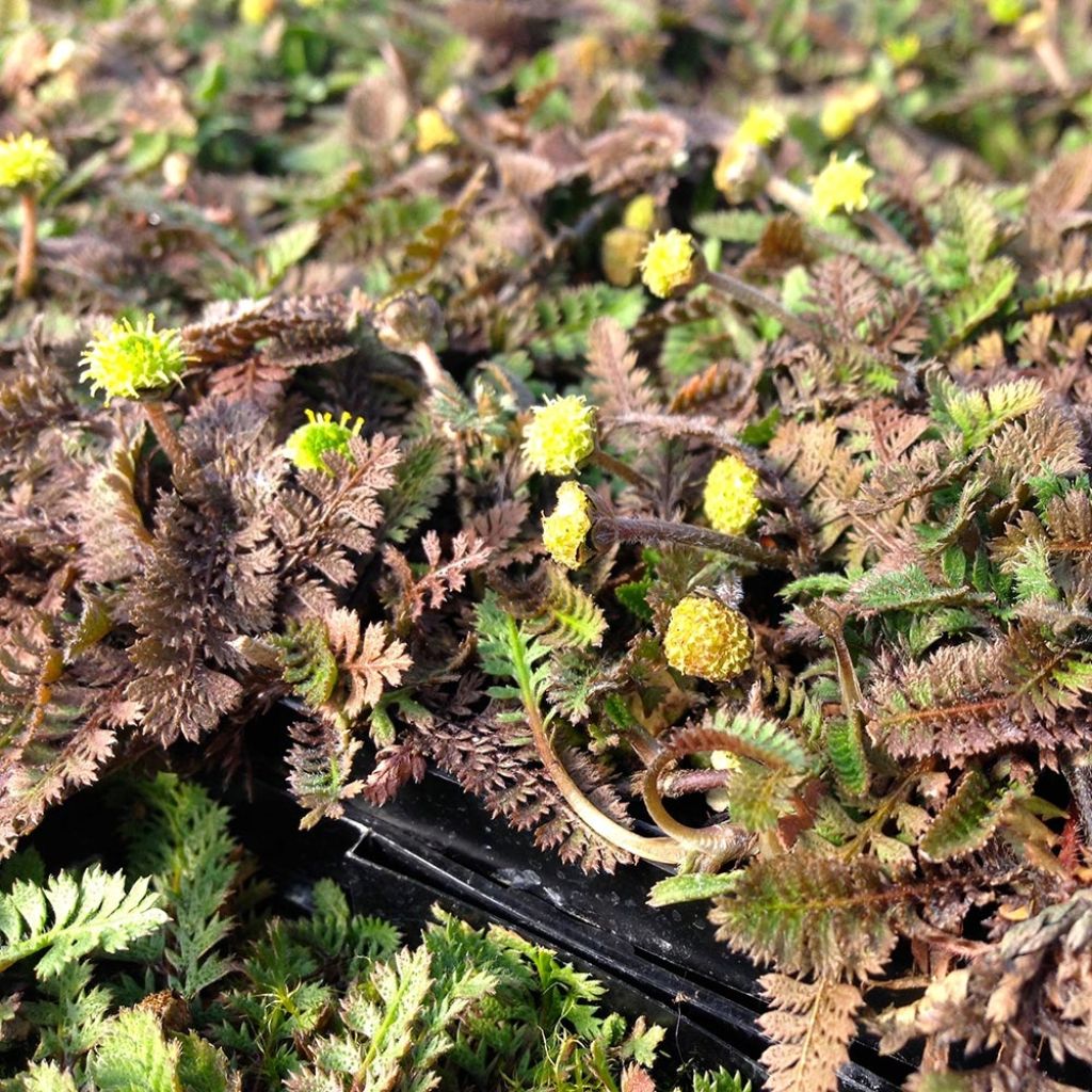 Cotule à bractées - Leptinella squalida