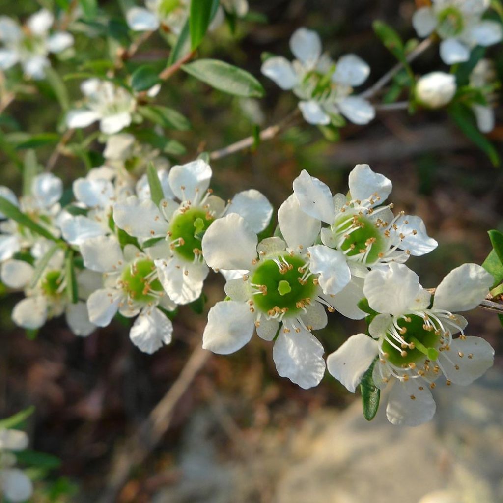 Leptospermum Karo Silver Ice - Arbre à thé