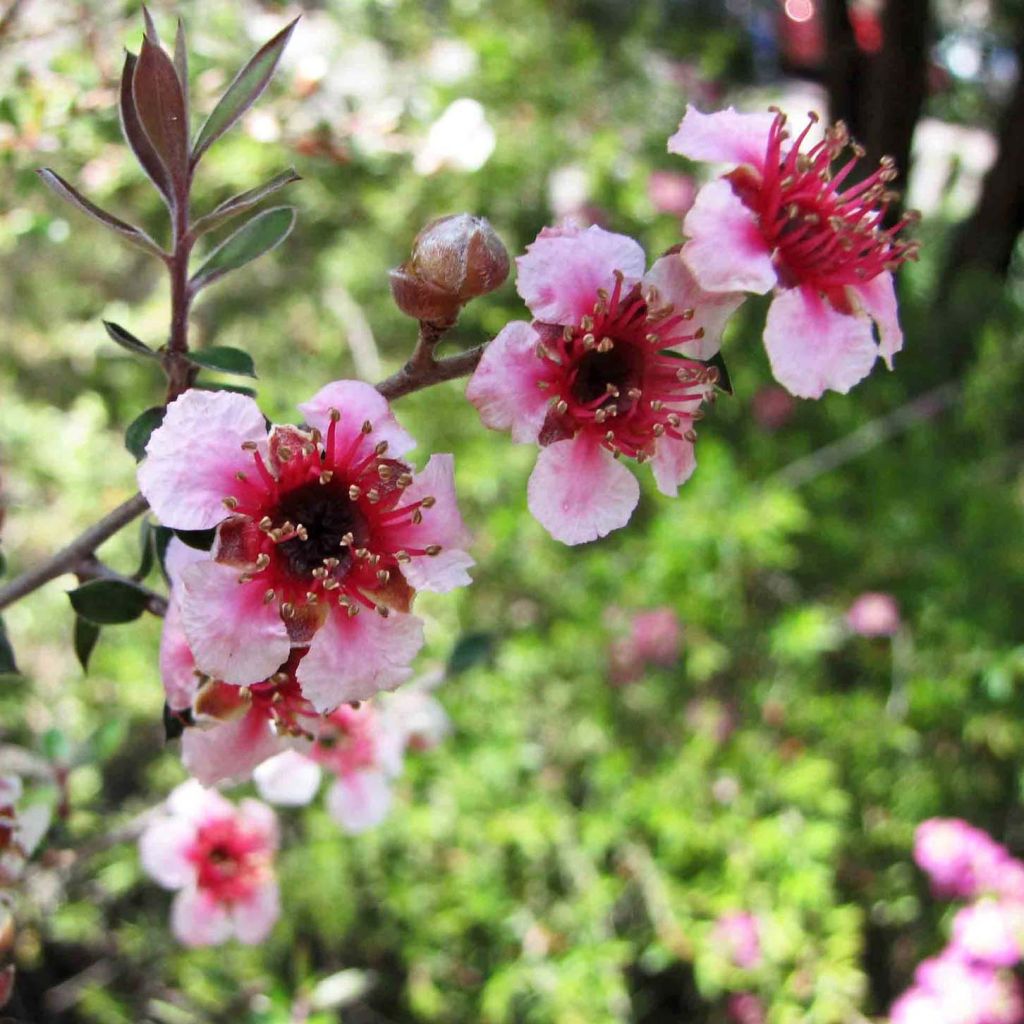 Leptospermum lanigerum Mesmer Eyes - Arbre à thé