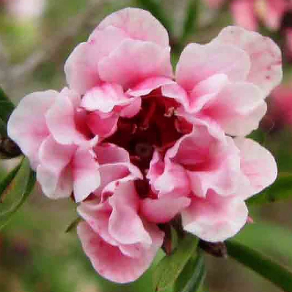 Leptospermum scoparium Apple blossom