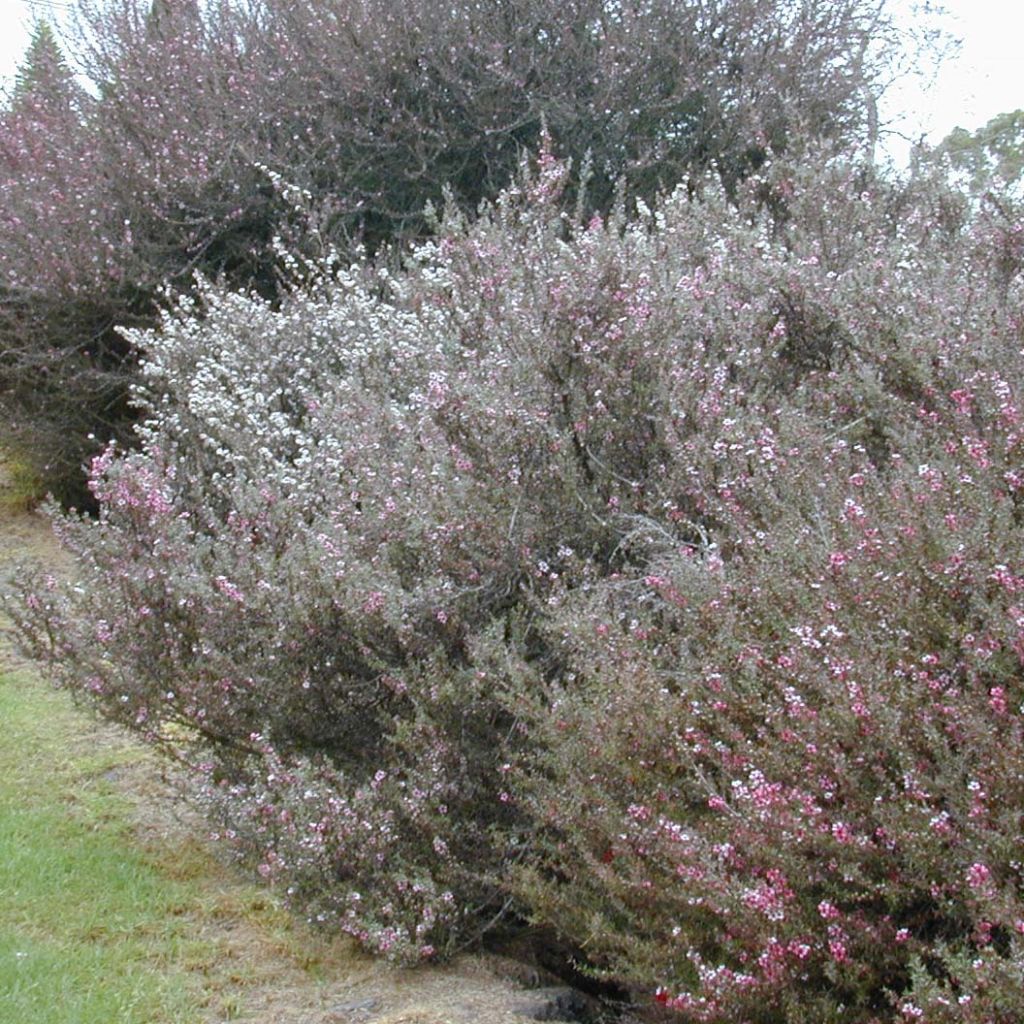 Leptospermum scoparium blanco