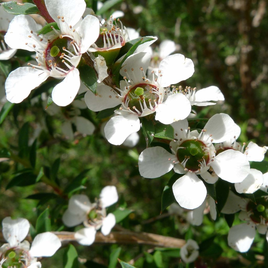 Leptospermum scoparium blanco