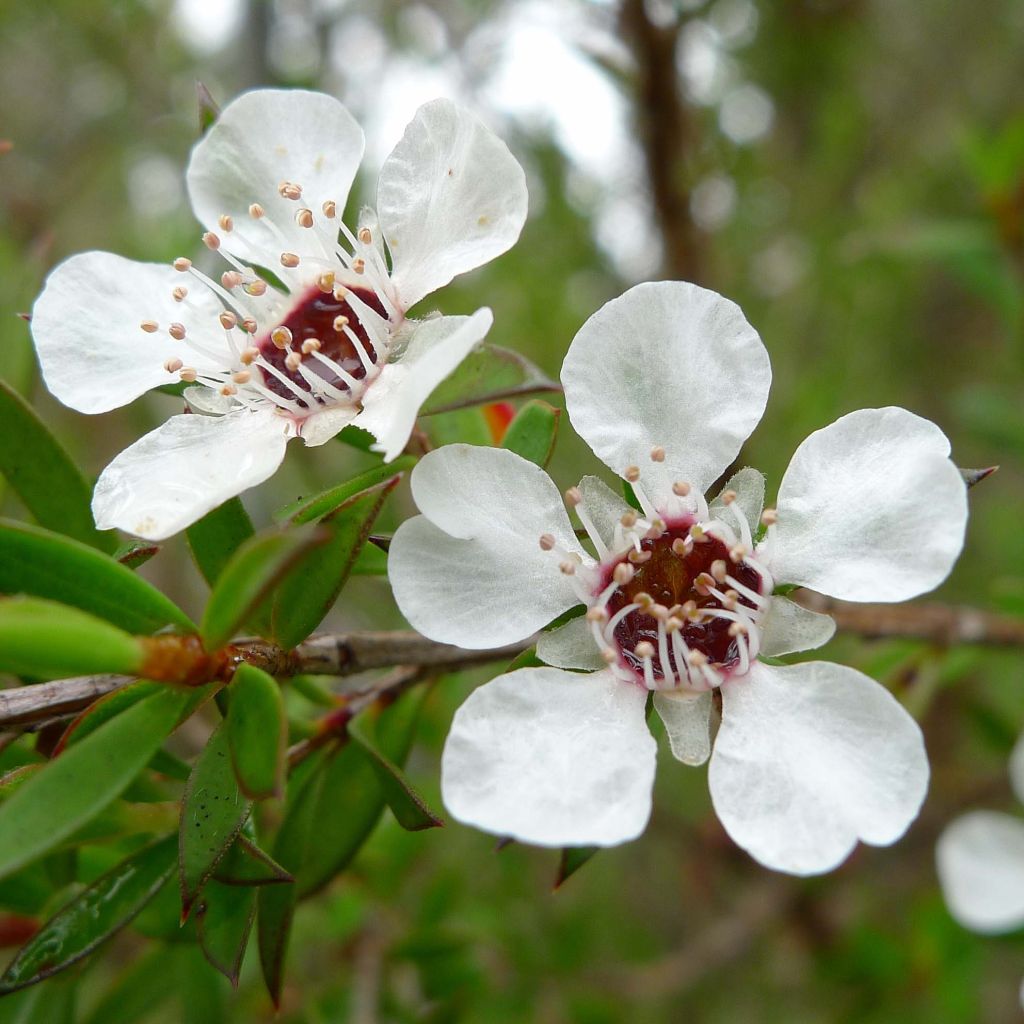 Leptospermum scoparium blanco