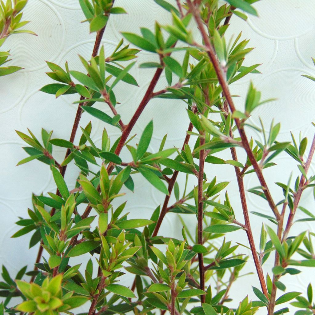 Leptospermum scoparium blanco