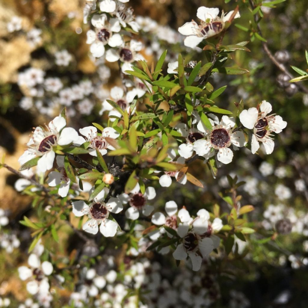 Leptospermum scoparium blanco