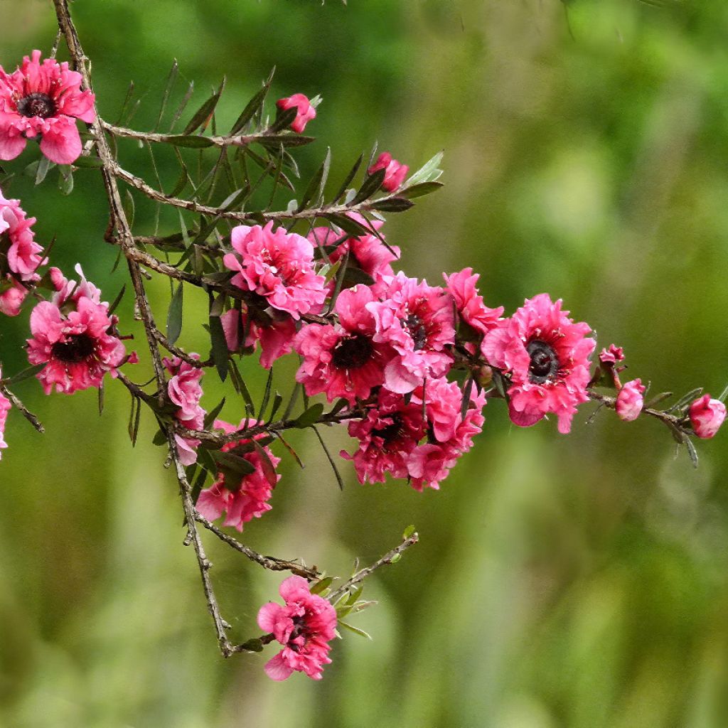 Leptospermum scoparium Red damask