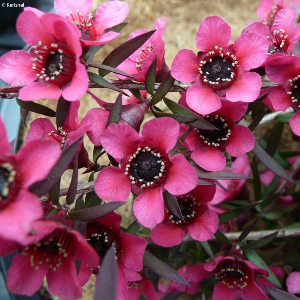 Leptospermum scoparium Red Falls