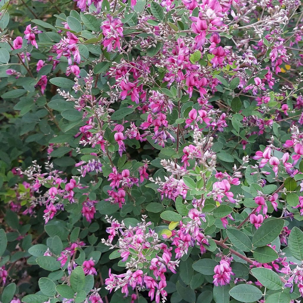 Lespedeza liukiuensis Little Volcano