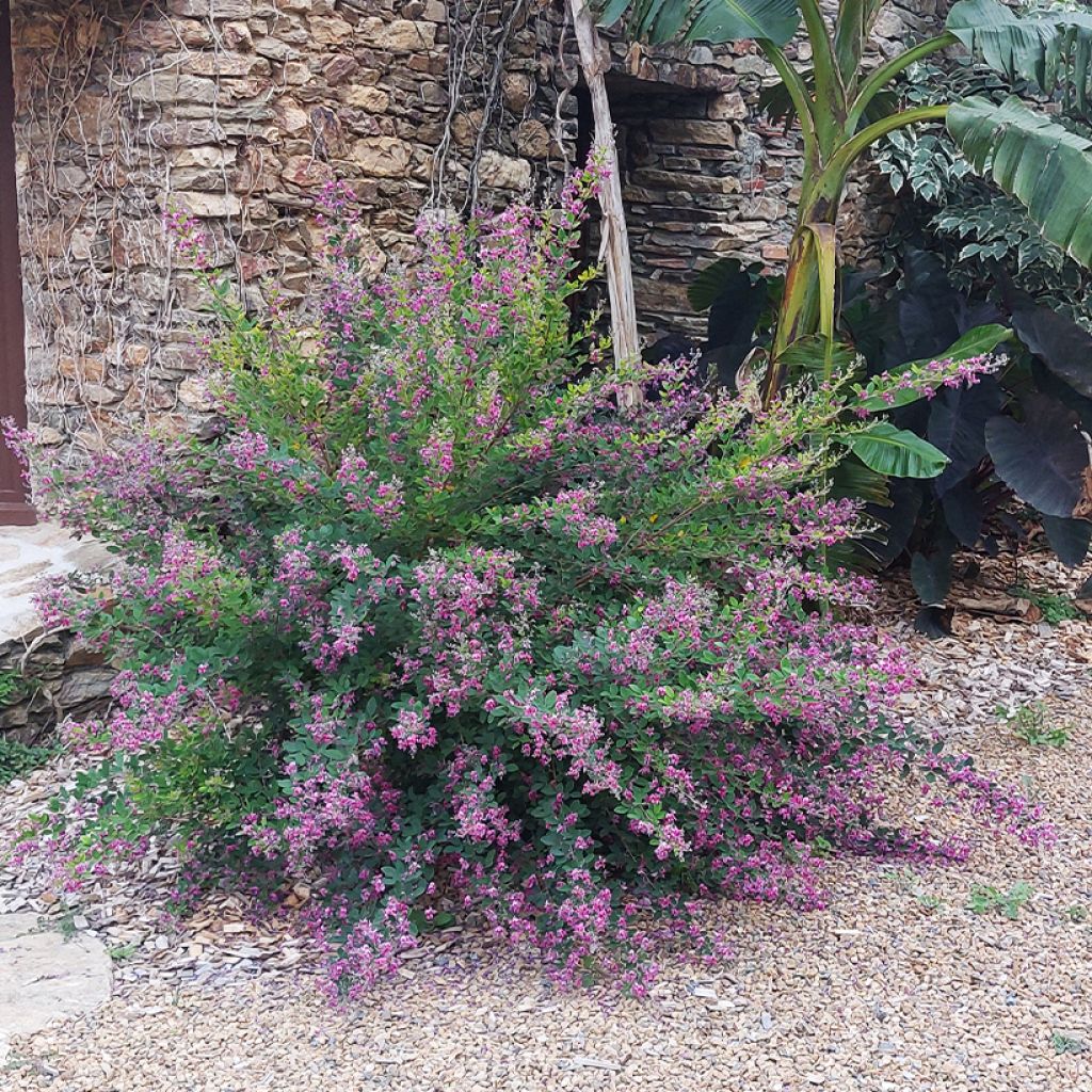 Lespedeza liukiuensis Little Volcano