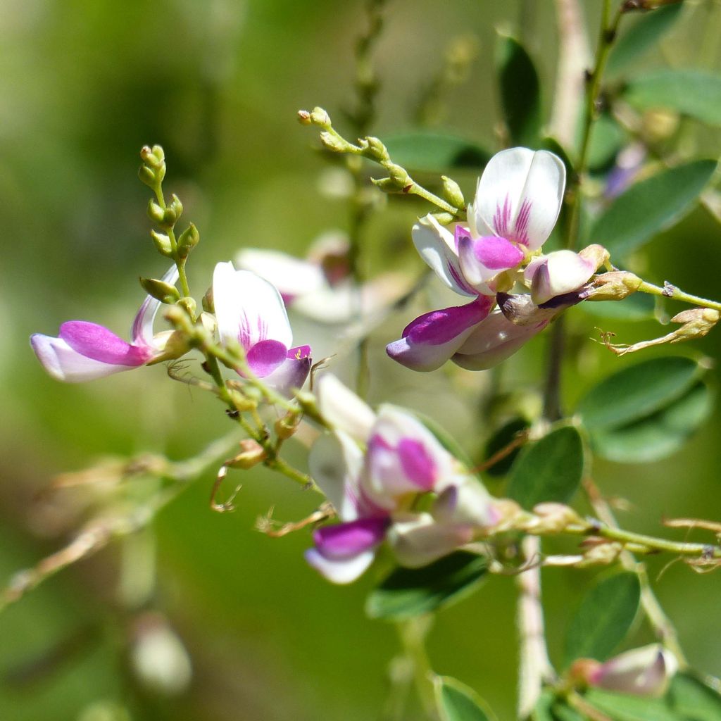 Lespedeza thunbergii Edo-Shibori - Lespedeza de Thunberg.