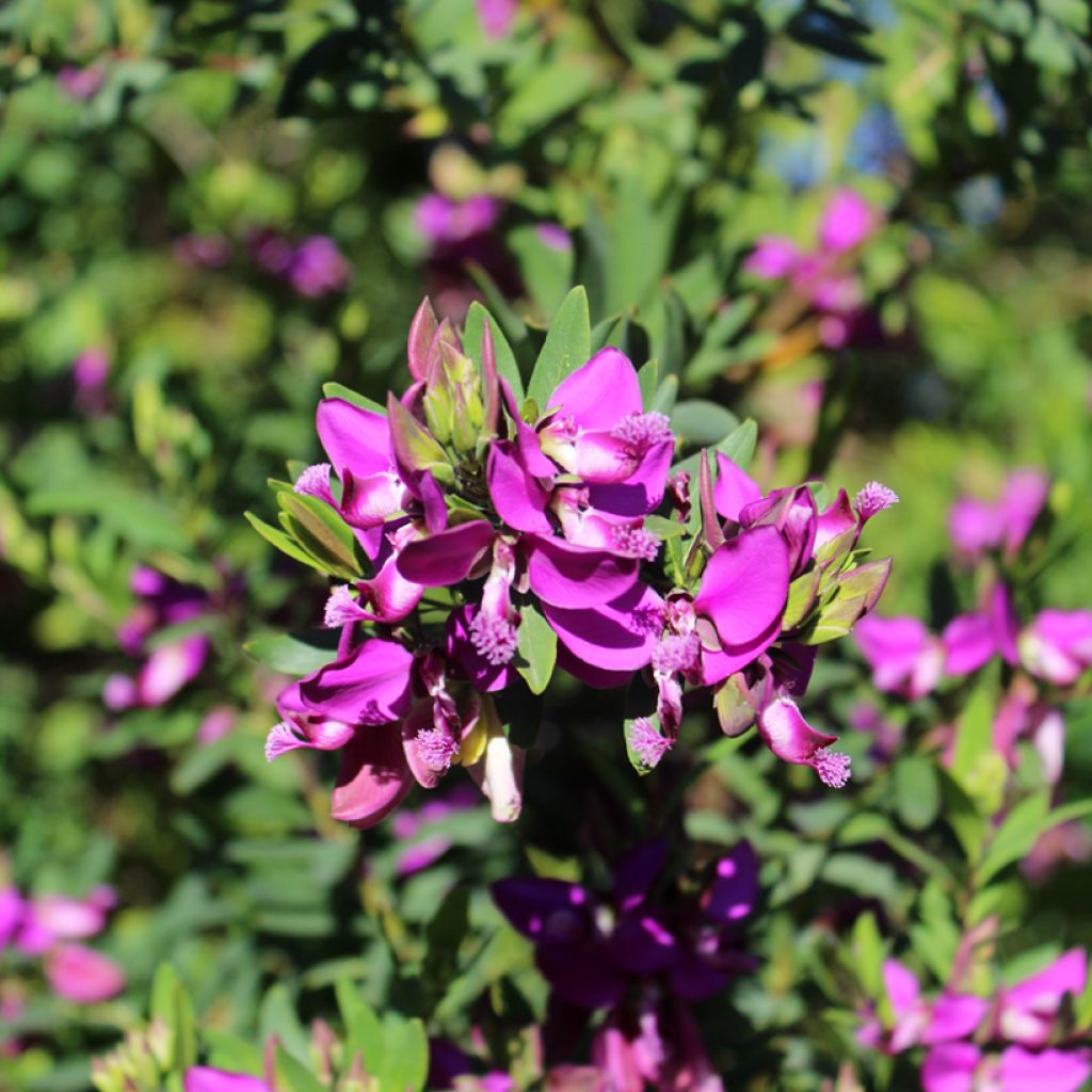 Lespedeza thunbergii