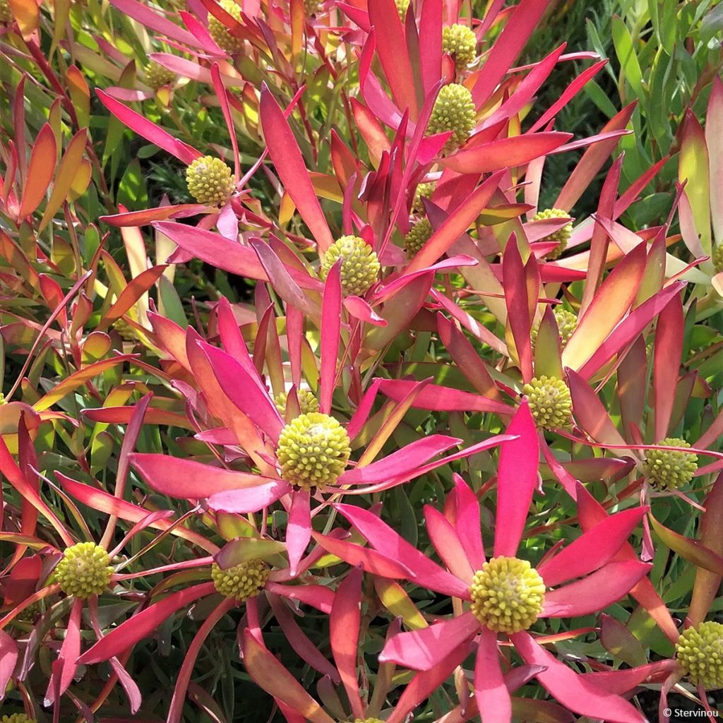 Leucadendron salignum Cheeky