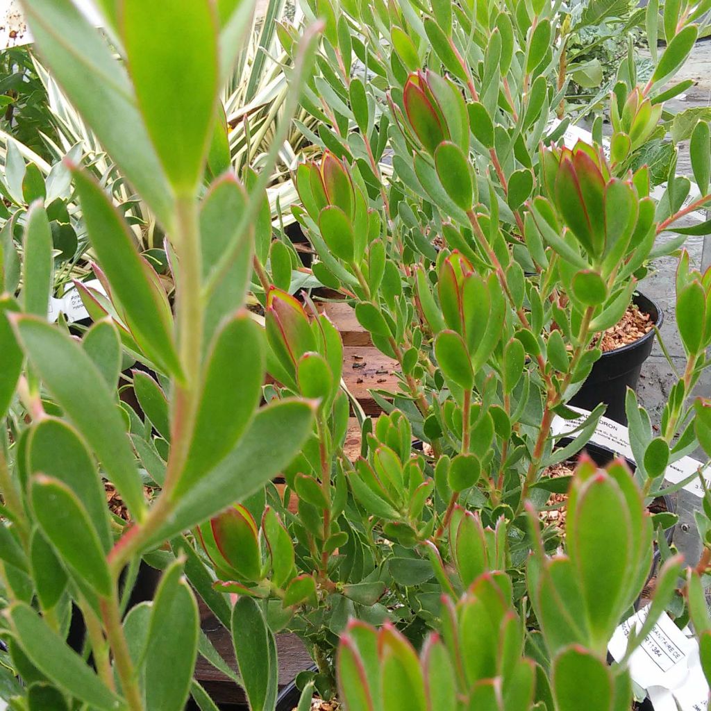 Leucadendron Fireglow