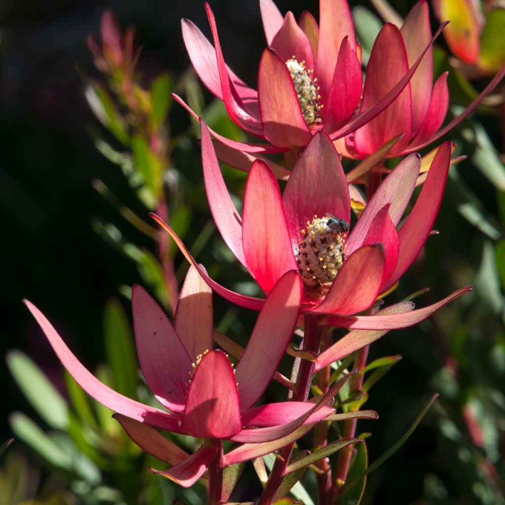 Leucadendron Safari Sunset