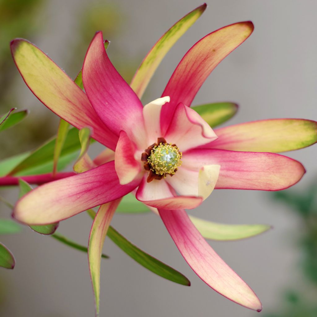 Leucadendron Safari Sunset