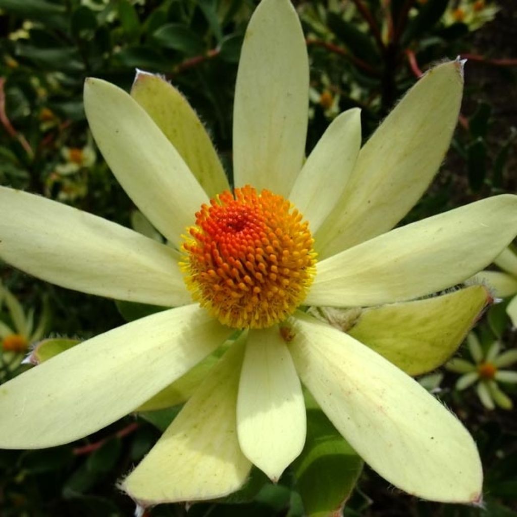 Leucadendron Summer Sun