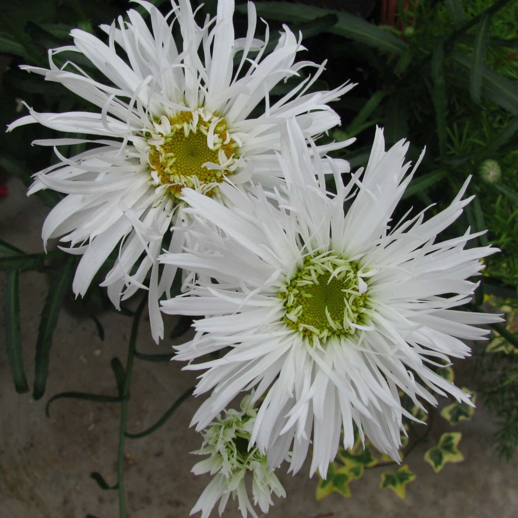 Leucanthemum Aglaia - Grande Marguerite