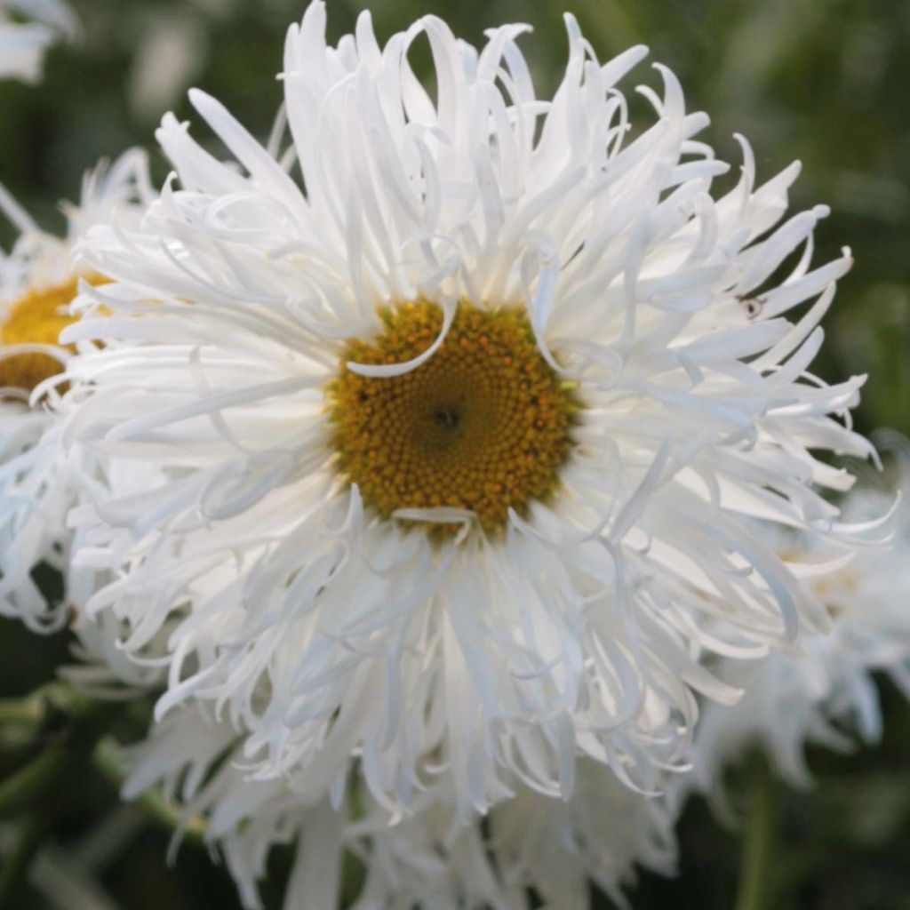 Leucanthemum Shapcott Ruffles - Grande marguerite