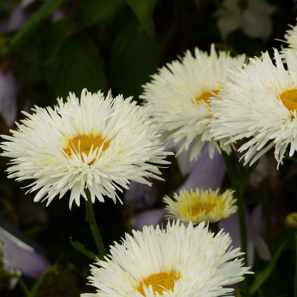 Leucanthemum Shapcott Summer Clouds - Grande Marguerite