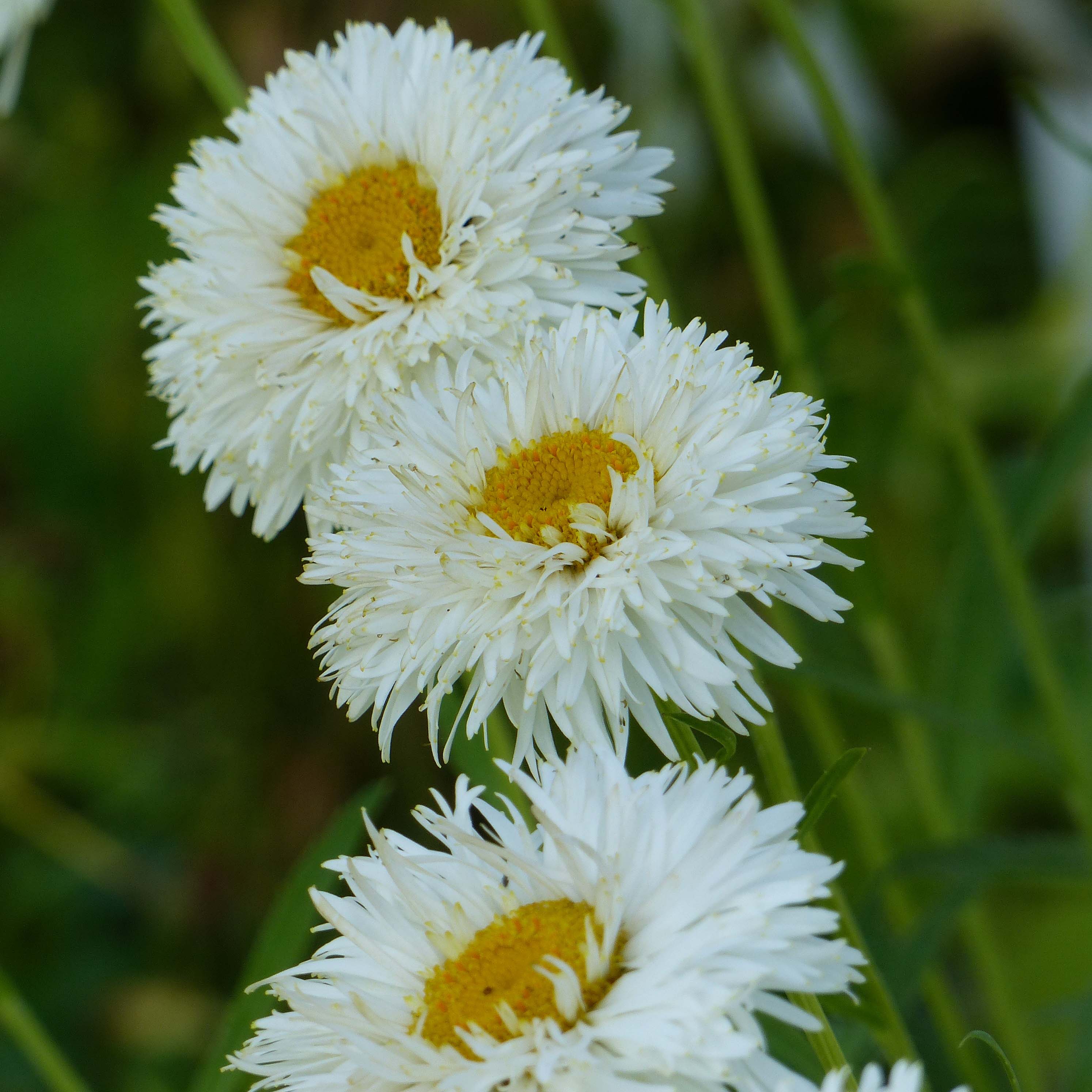 Leucanthemum Shapcott Summer Clouds - Grande Marguerite