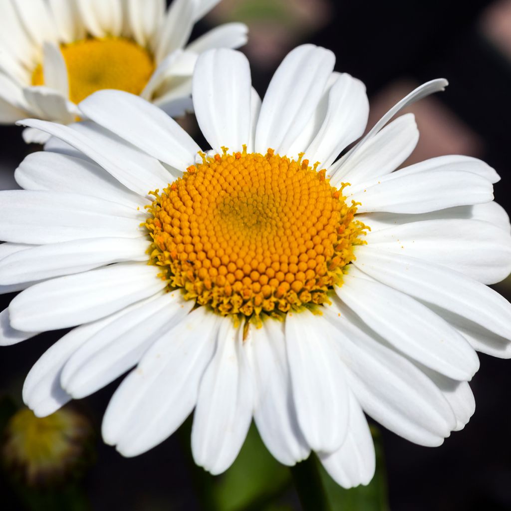 Leucanthemum Snow Lady - Margarita mayor