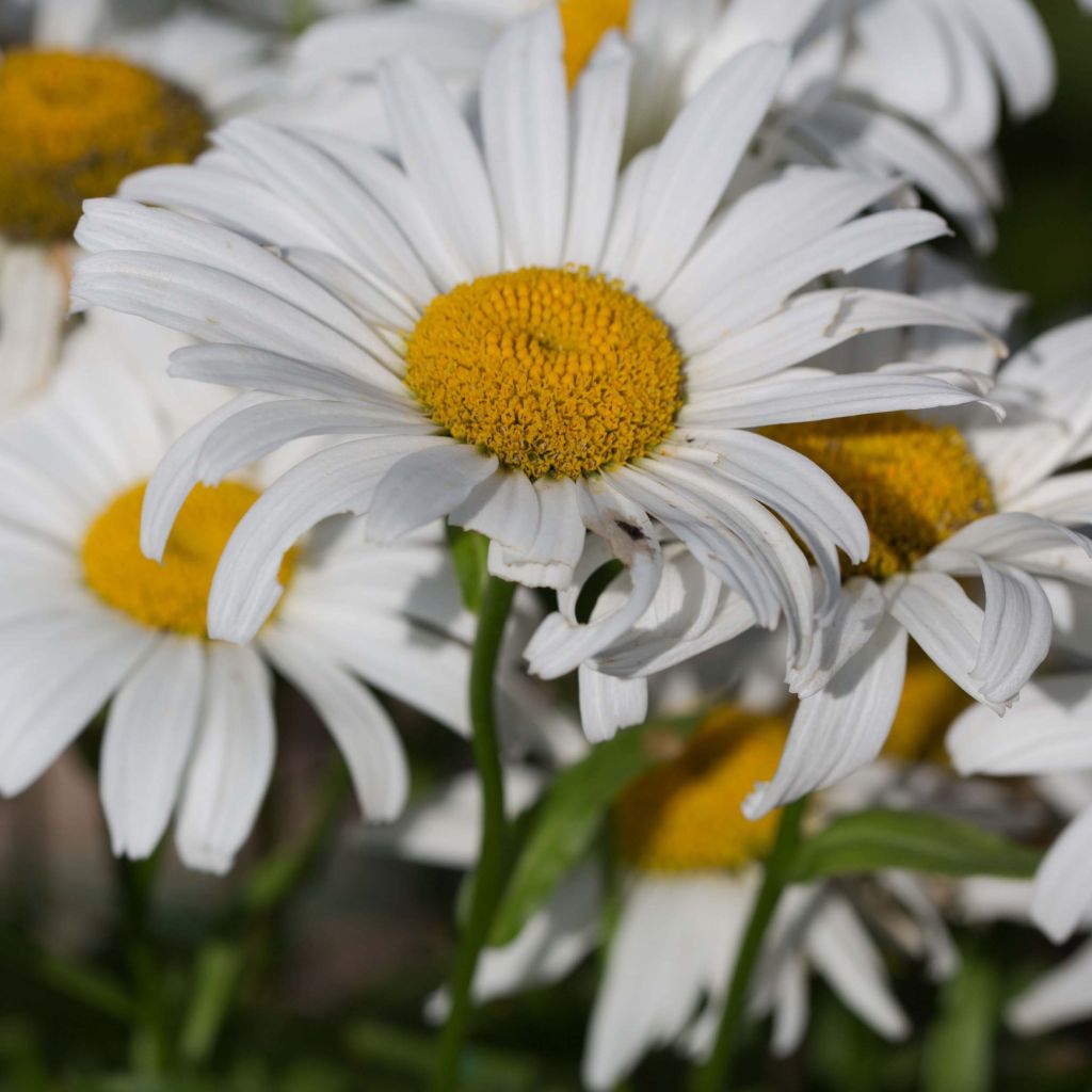 Leucanthemum Snow Lady - Margarita mayor