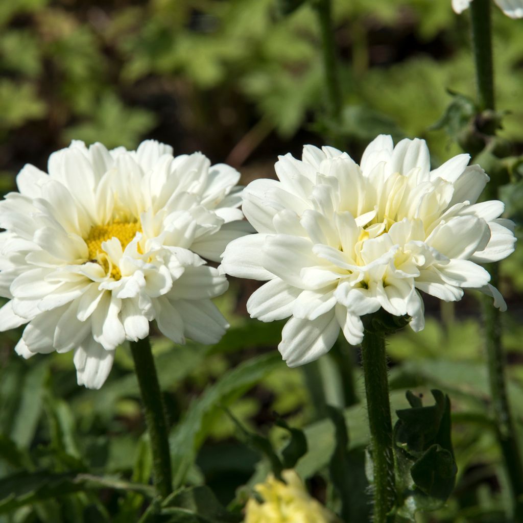 Margarita Reina Victorian Secret - Leucanthemum superbum