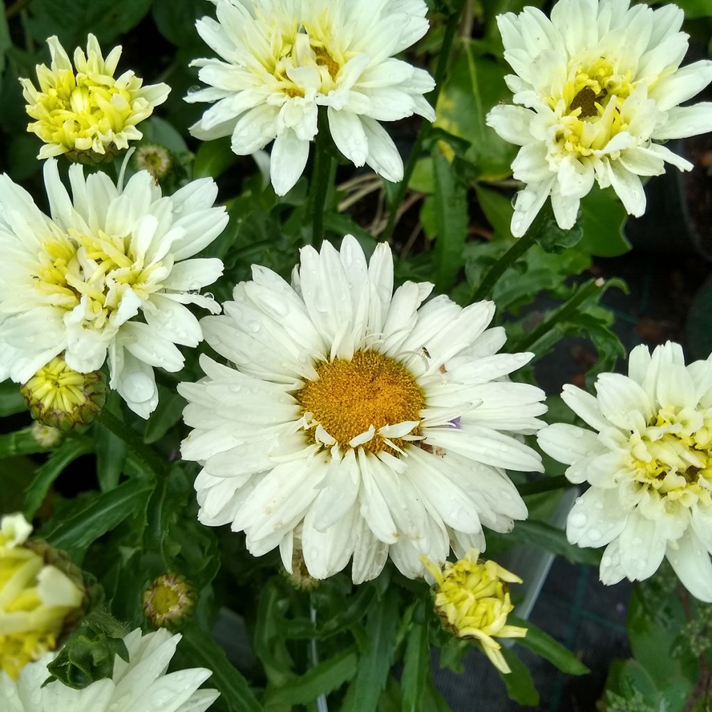 Margarita Reina Victorian Secret - Leucanthemum superbum