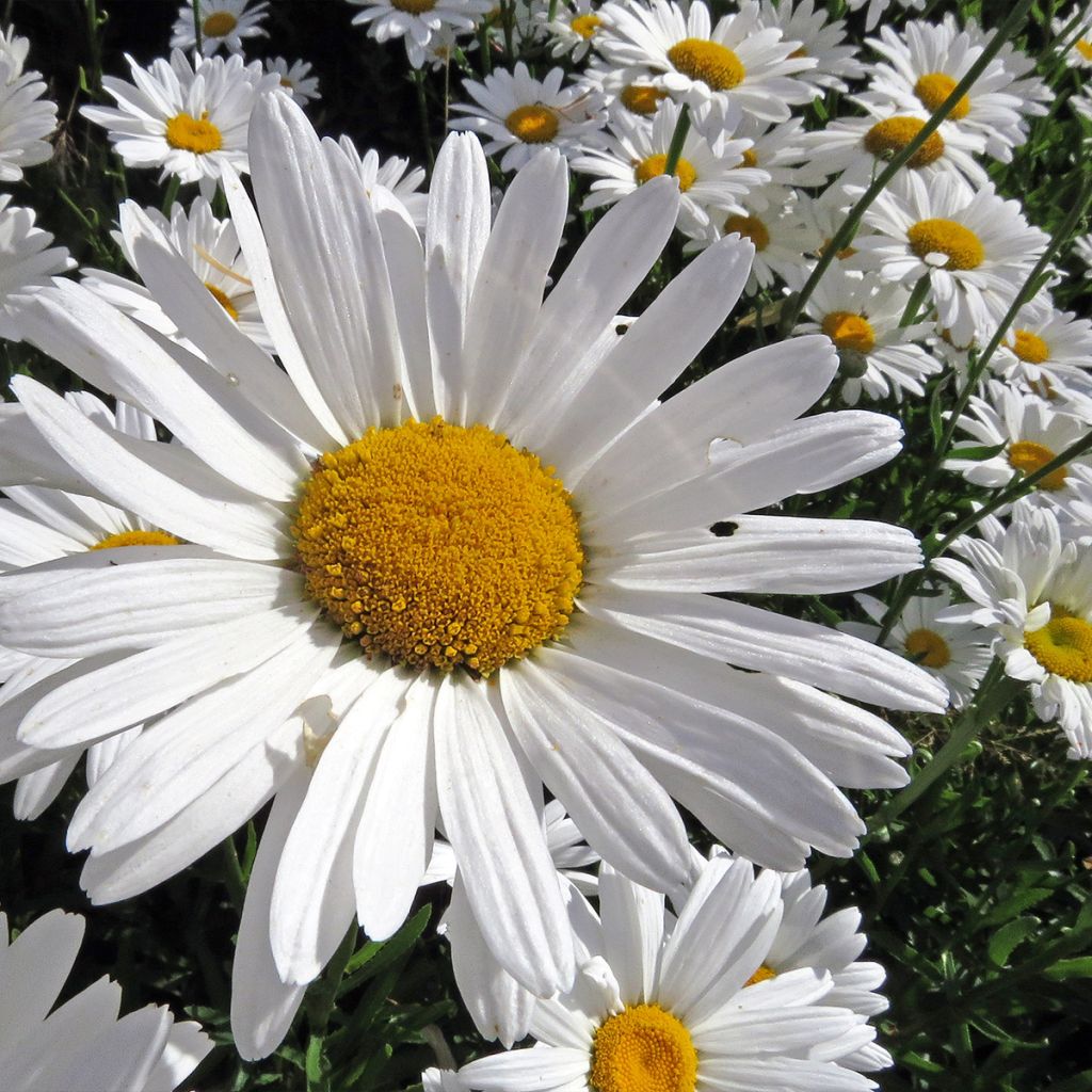 Leucanthemum superbum Alaska - Grande marguerite