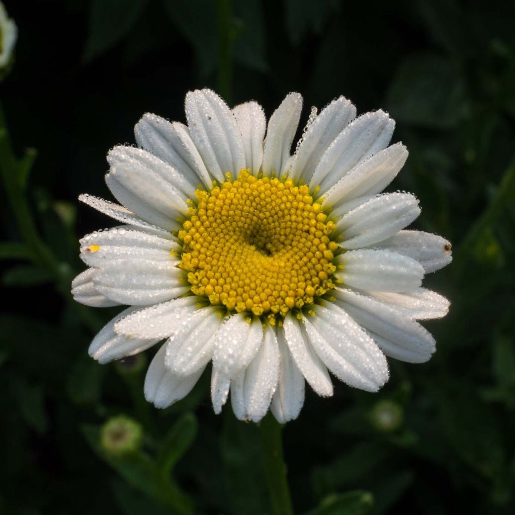 Leucanthemum superbum Becky - grande marguerite