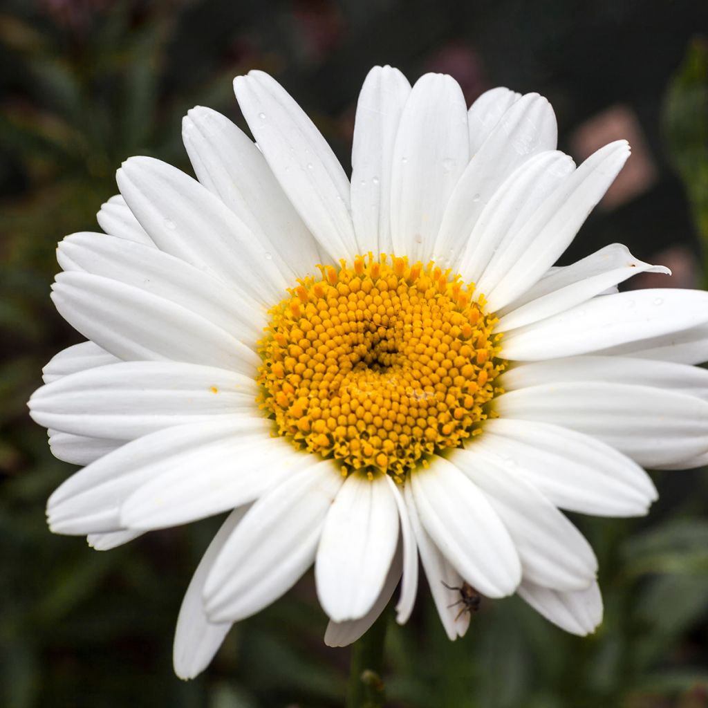 Margarita Reina Becky - Leucanthemum superbum